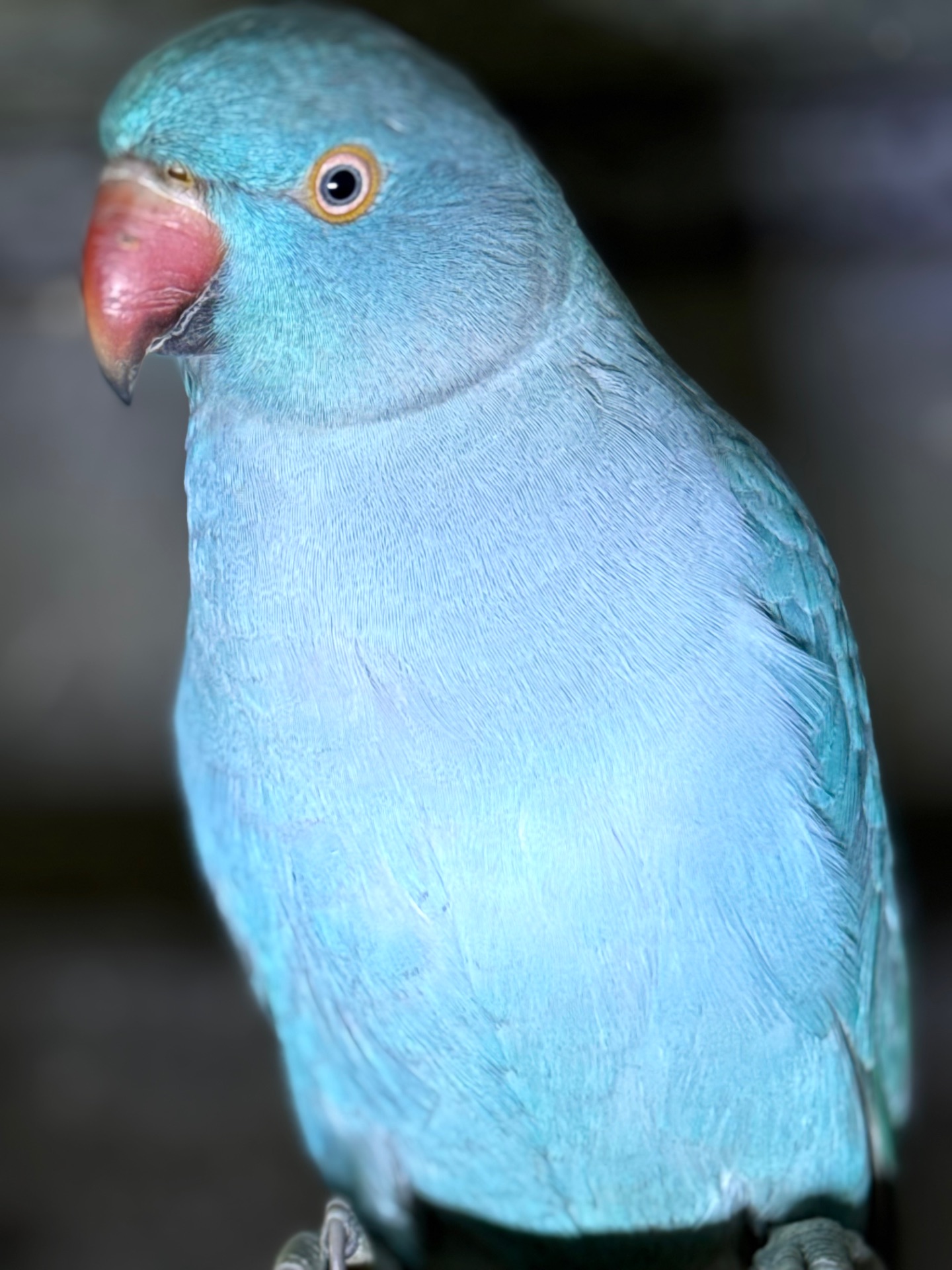 Ожерелові папуги синього кольору