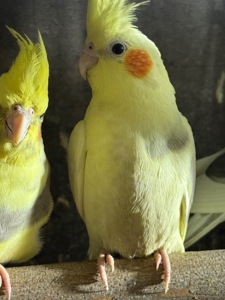 Гарнющі папуги Корелла / карела