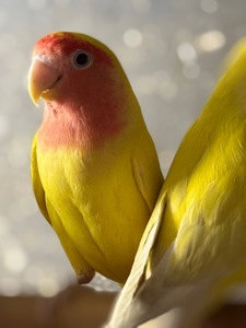 Нерозлучники папуги різних кольорів