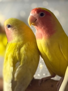 Папуги нерозлучники фишера, маскові, розовощокі