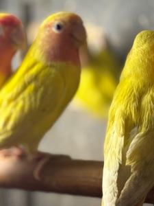 Папуги нерозлучники фишера, маскові, розовощокі