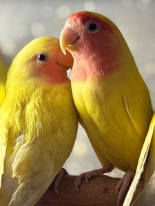 Папуги нерозлучники фишера, маскові, розовощокі