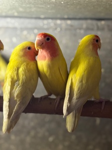 Жовті папуги нерозлучники та інші кольори