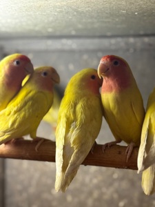 Жовті папуги нерозлучники та інші кольори