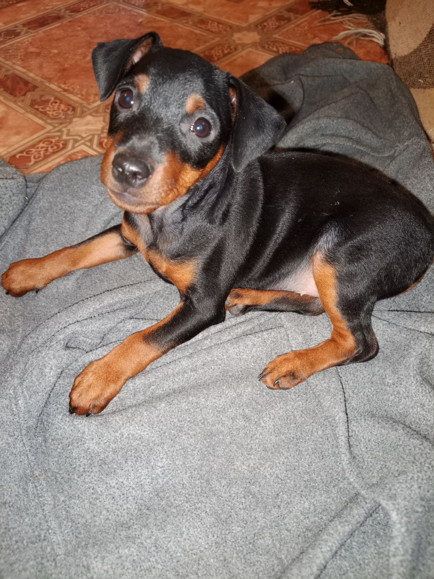 Цуценята цвергпінчера