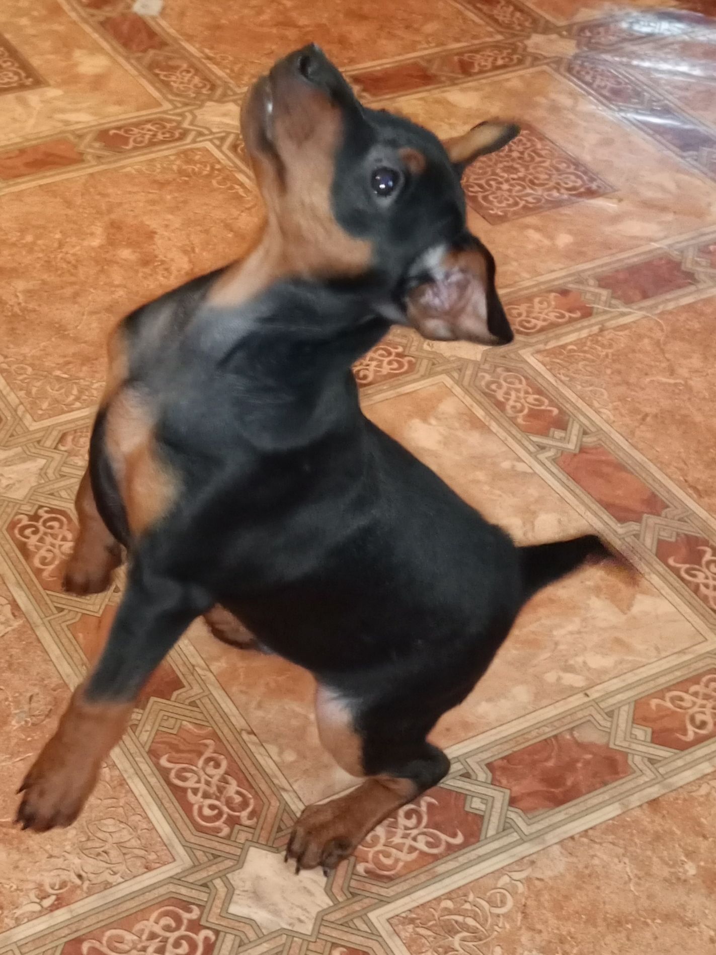 Цуценята цвергпінчера