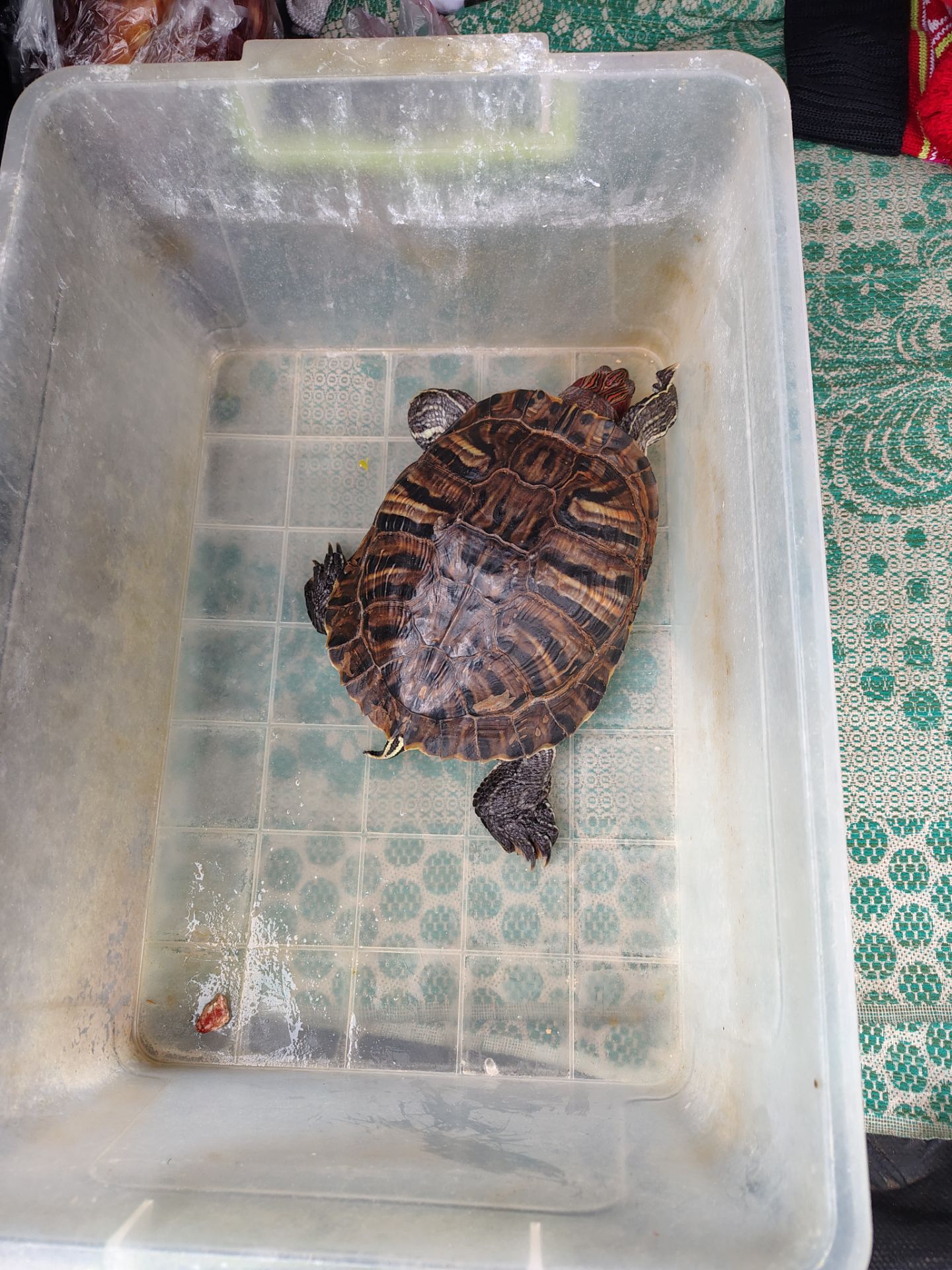 Продам Красноухую черепаху