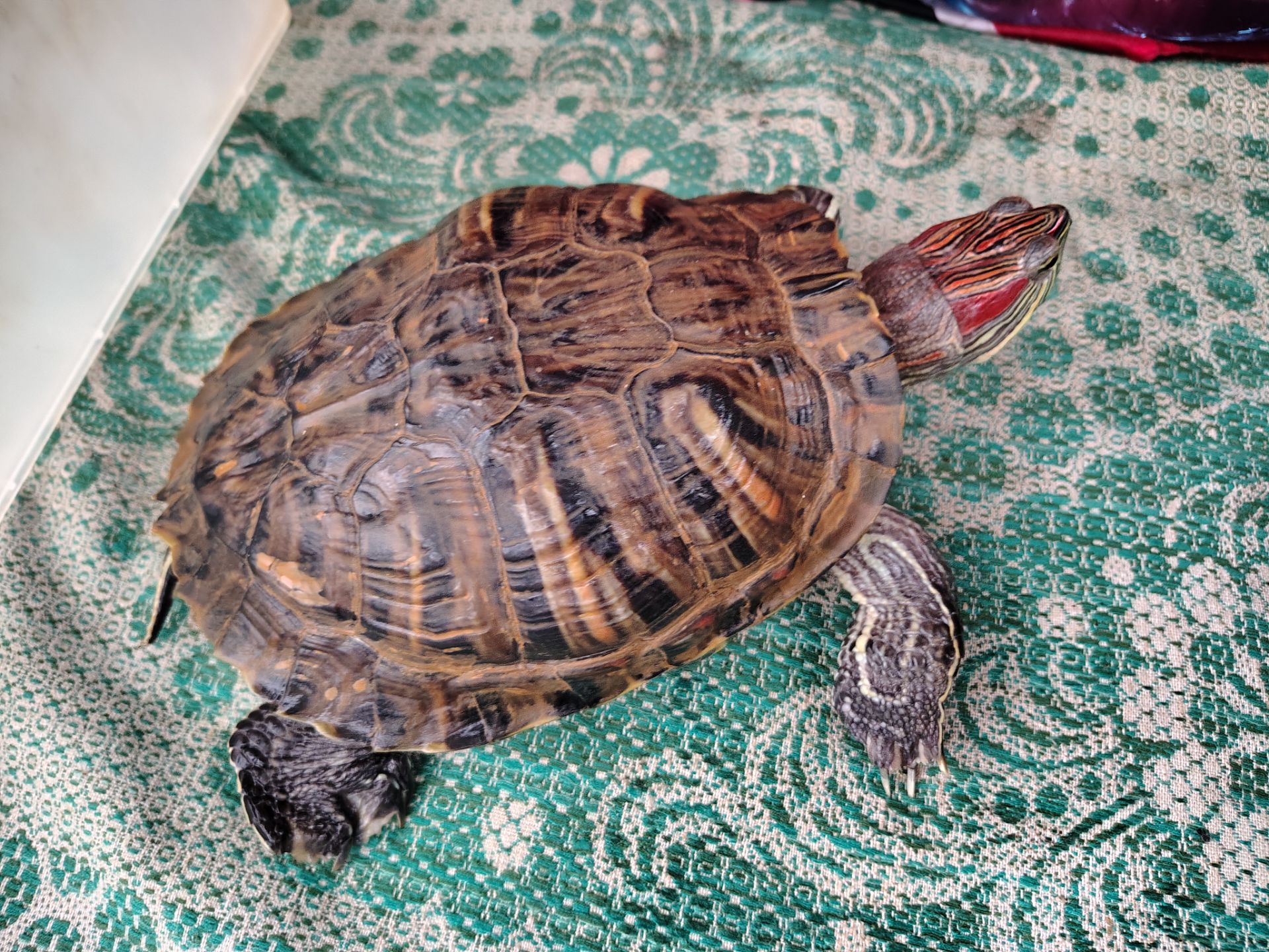 Продам Красноухую черепаху