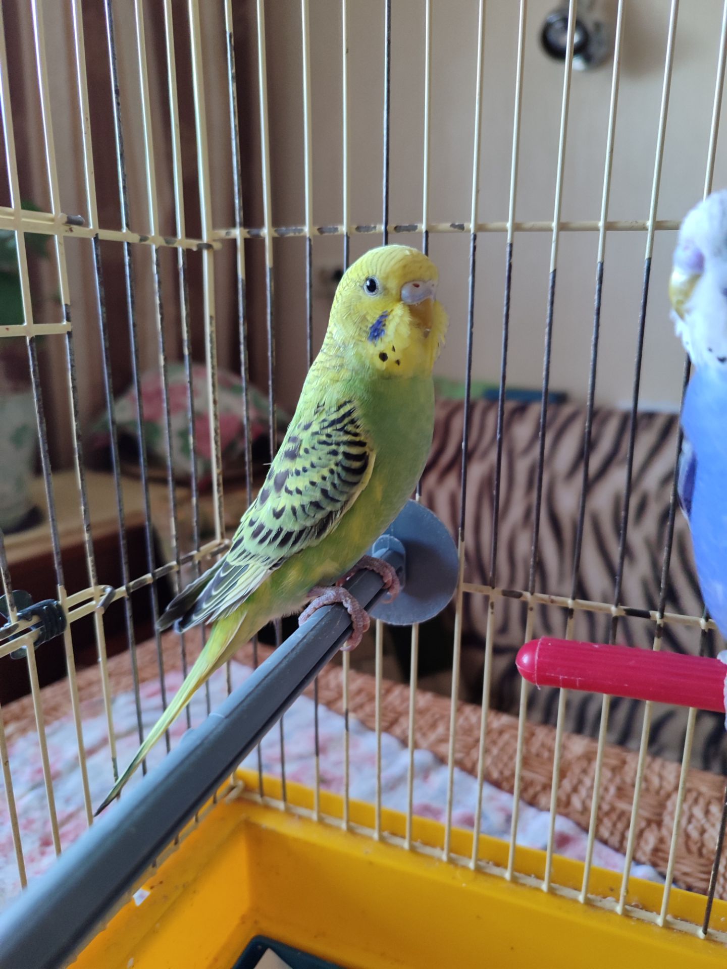 Молодая самочка волнистого попугая