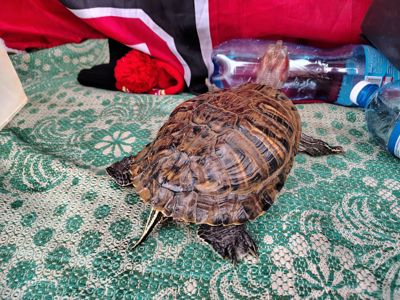 Продам Красноухую черепаху
