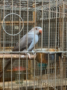 Ожереловый попугай