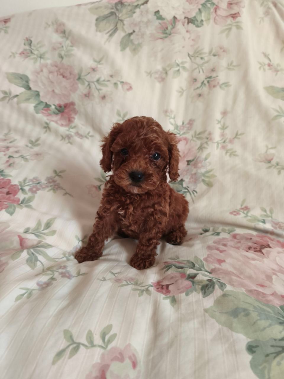 Девочки той пуделя КСУ