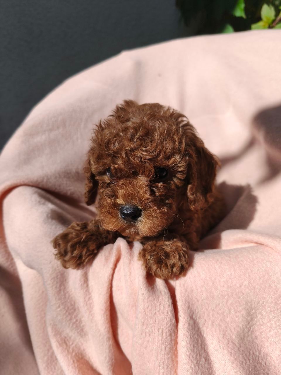 Девочки той пуделя КСУ