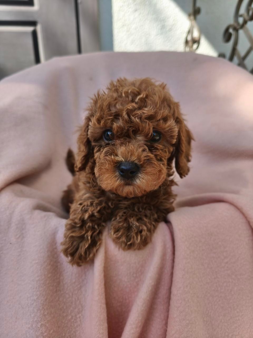 Девочки той пуделя КСУ