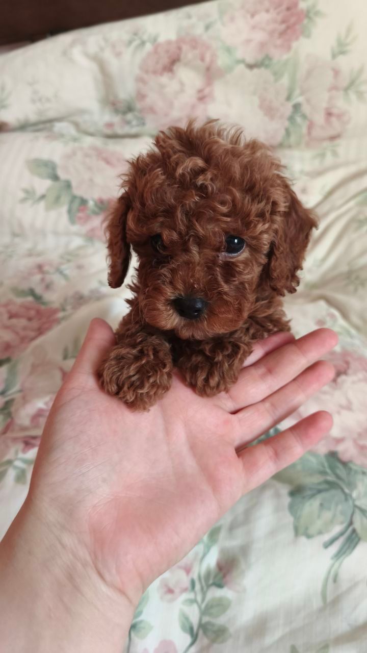 Девочки той пуделя КСУ