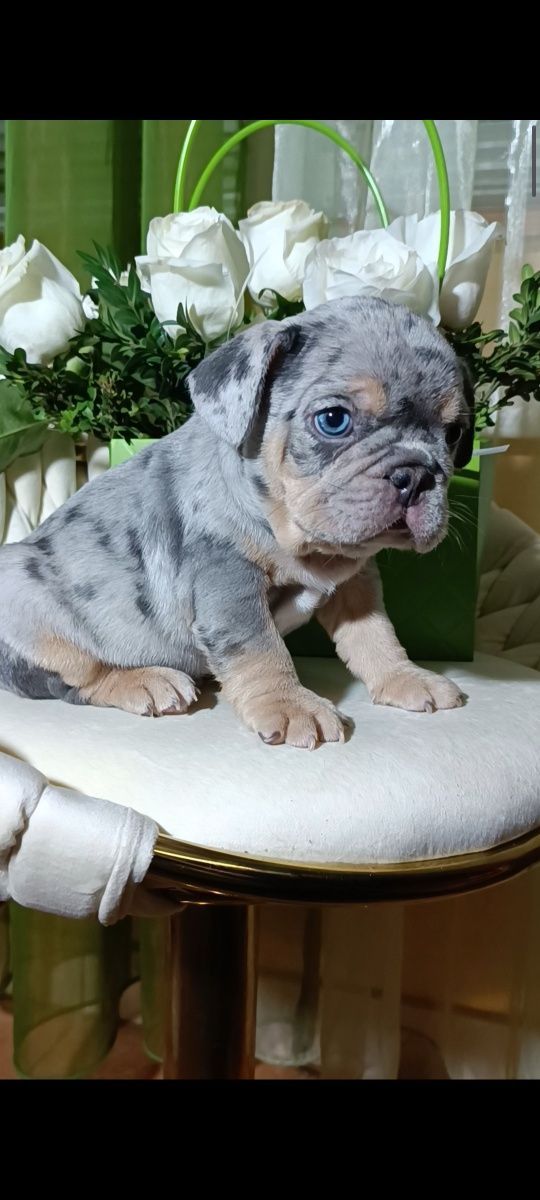 , цуценята французского бульдога