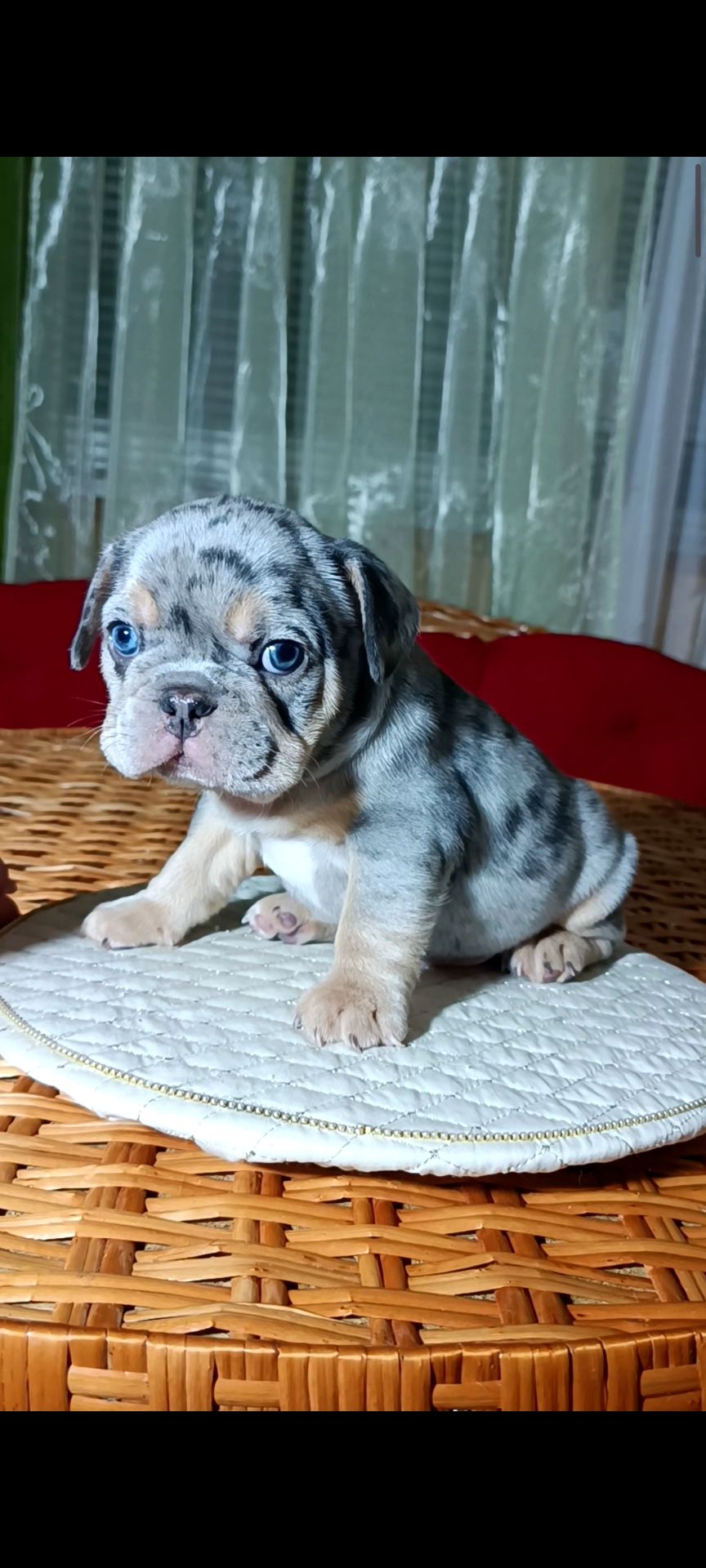 , цуценята французского бульдога