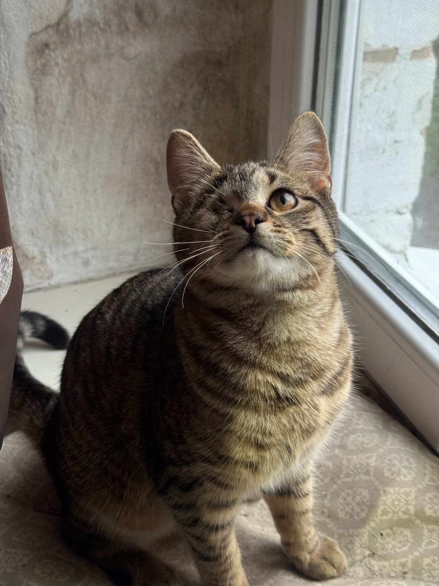 Красиве кошеня хлопчик