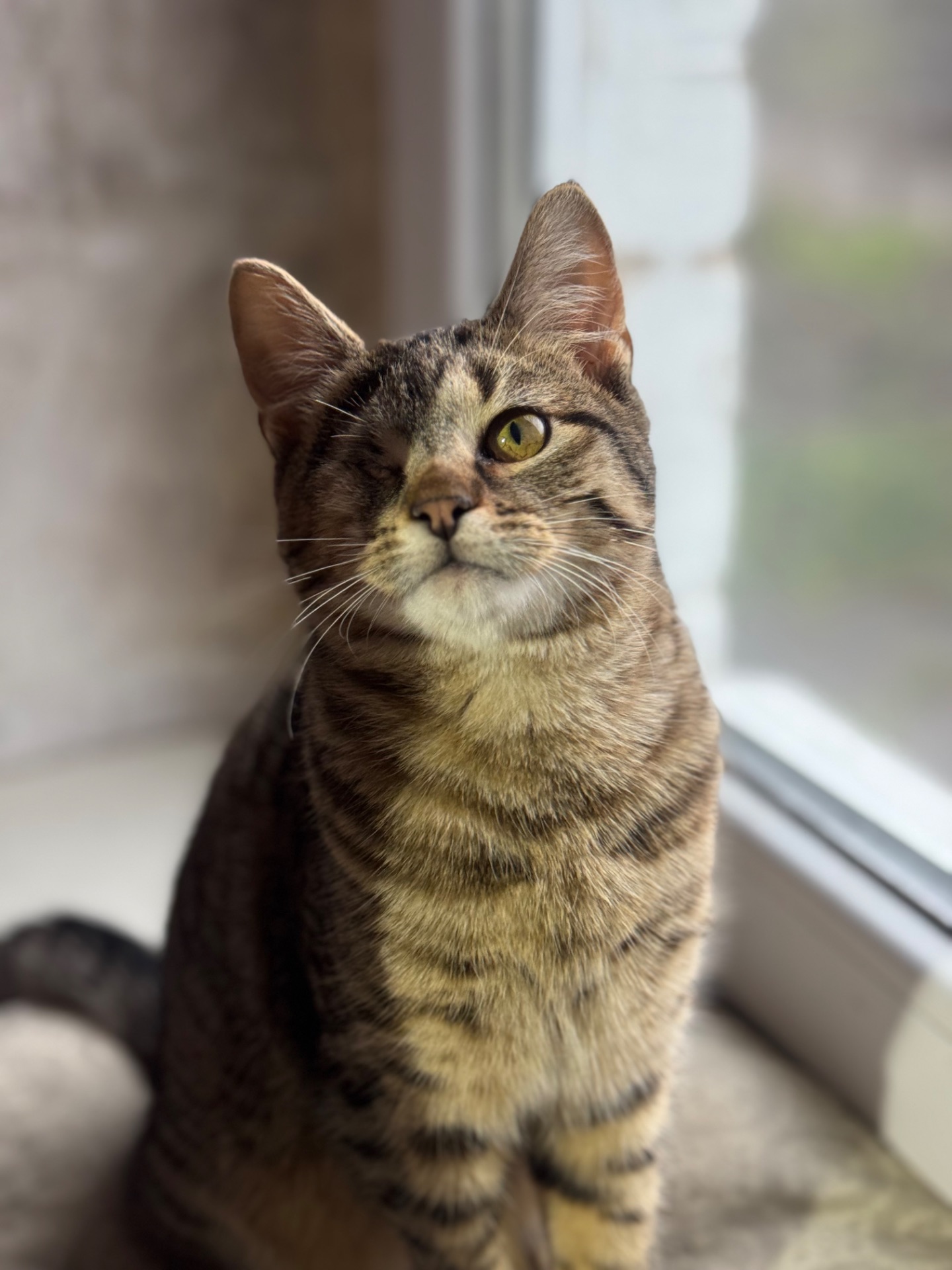 Красиве кошеня хлопчик