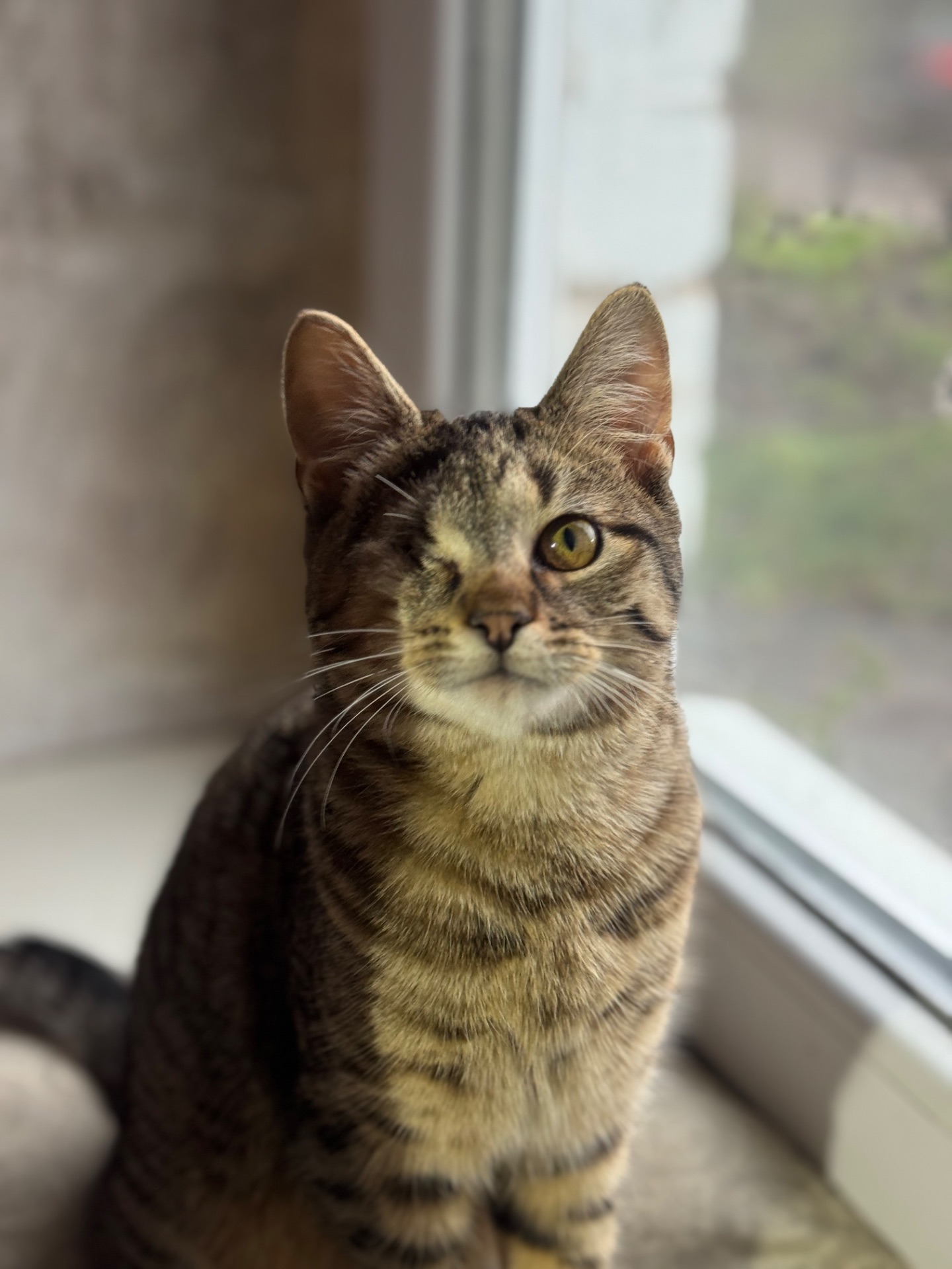 Красиве кошеня хлопчик