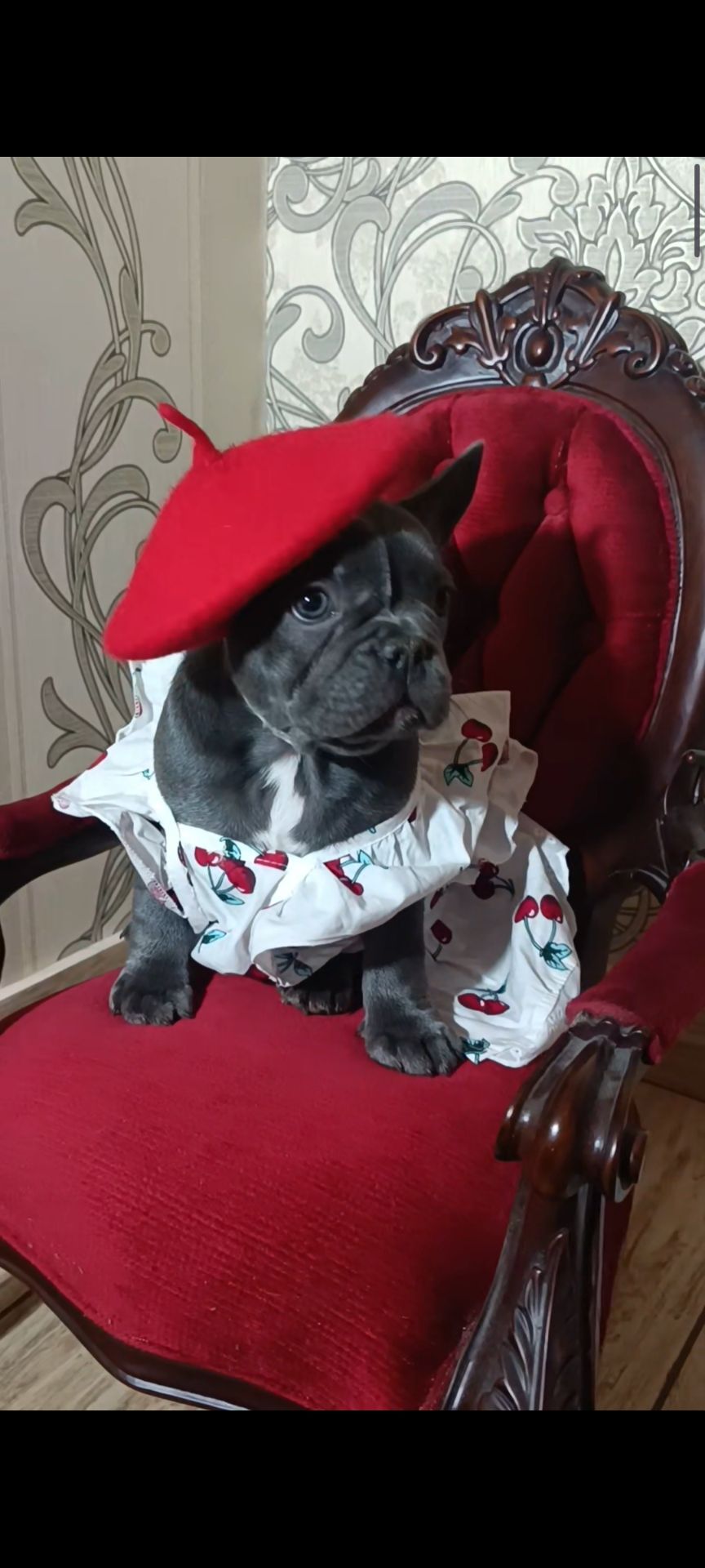 , цуценята французского бульдога