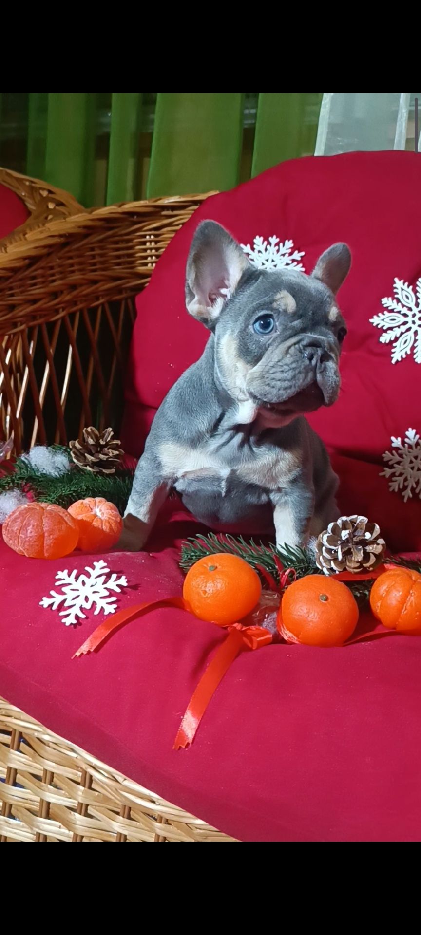 , цуценята французского бульдога