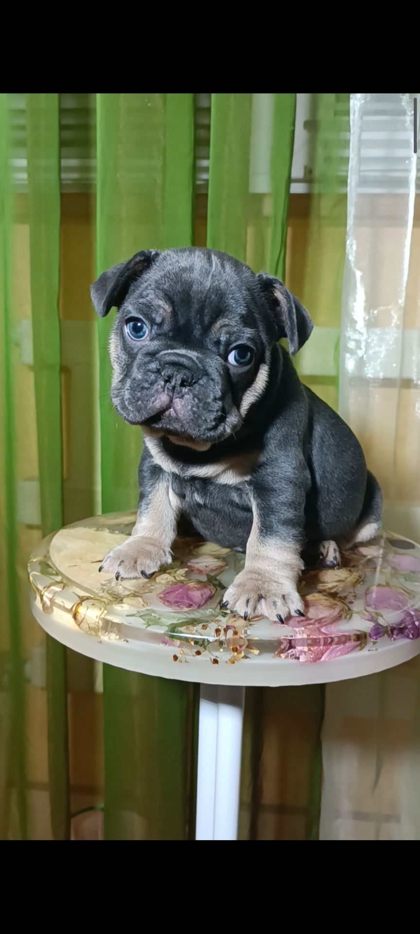 , цуценята французского бульдога