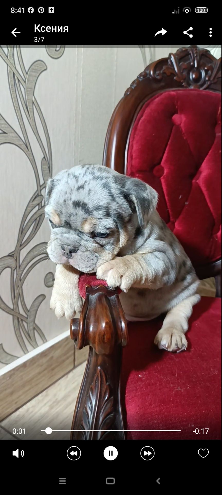 , цуценята французского бульдога