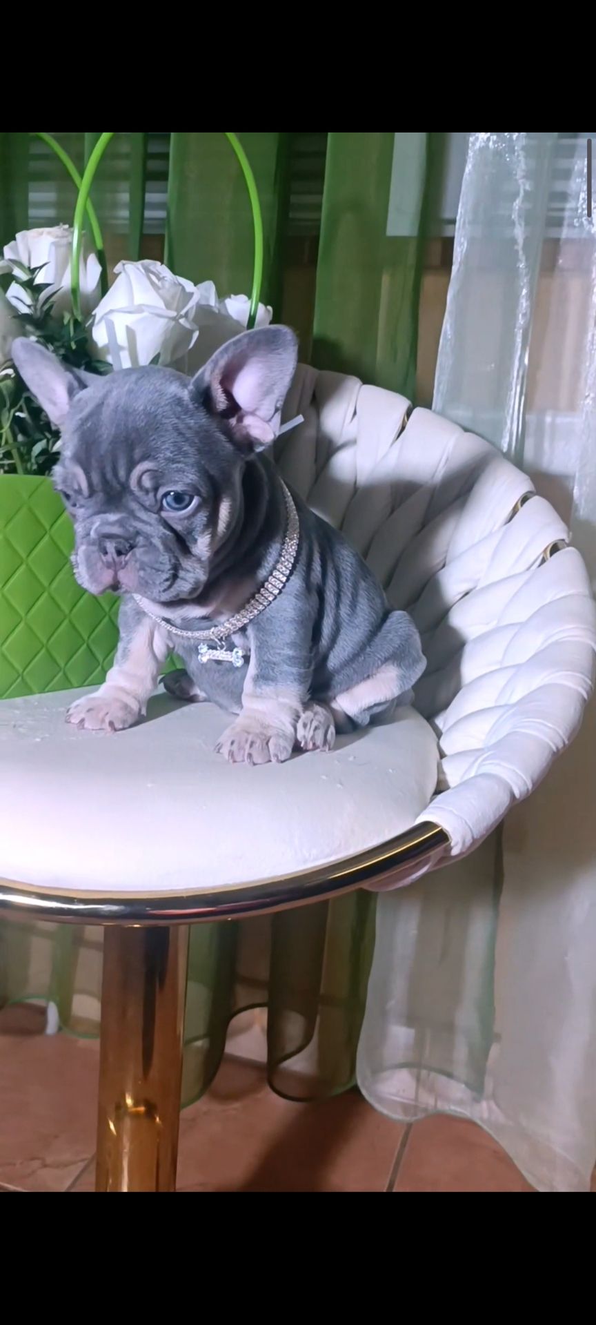 , цуценята французского бульдога