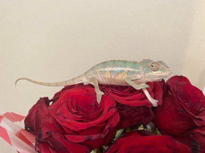 Пантерові хамелеони, один із найяскравіших видів хамелеонів