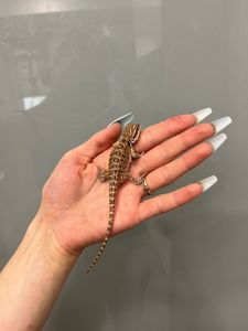 Бородатая агама малыши красавчики