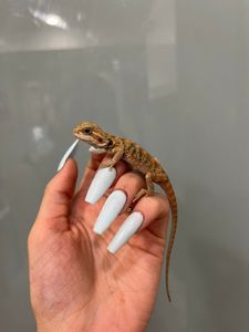 Бородатая агама малыши красавчики