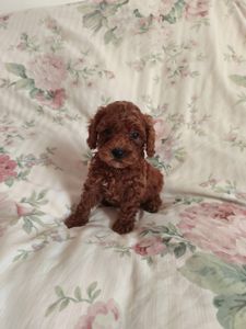 Девочки той пуделя КСУ