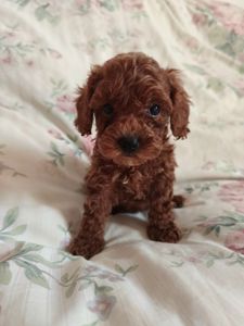 Девочки той пуделя КСУ