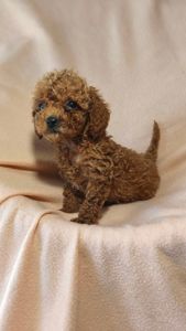 Девочки той пуделя КСУ