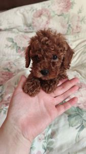 Девочки той пуделя КСУ