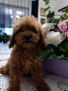 Девочка Той-пудель КСУ