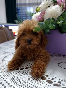 Девочка Той-пудель КСУ