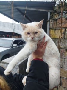 Британський котик крем поінт запрошує наречених