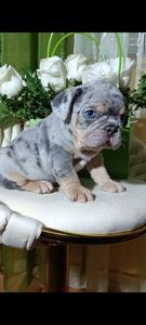 , цуценята французского бульдога