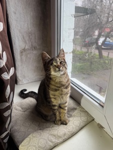 Красиве кошеня хлопчик