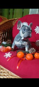 , цуценята французского бульдога