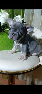 , цуценята французского бульдога