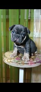 , цуценята французского бульдога