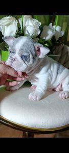 , цуценята французского бульдога