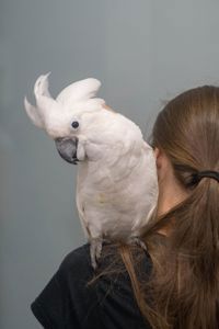 Какаду белый - белохохлый какаду Альба, какадушка