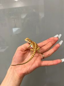 Бородатая агама малыши красавчики