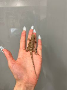 Бородатая агама малыши красавчики