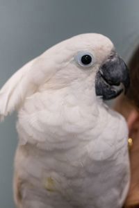 Какаду белый - белохохлый какаду Альба, какадушка