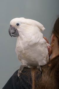 Какаду белый - белохохлый какаду Альба, какадушка